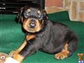 Doberman Pinscher